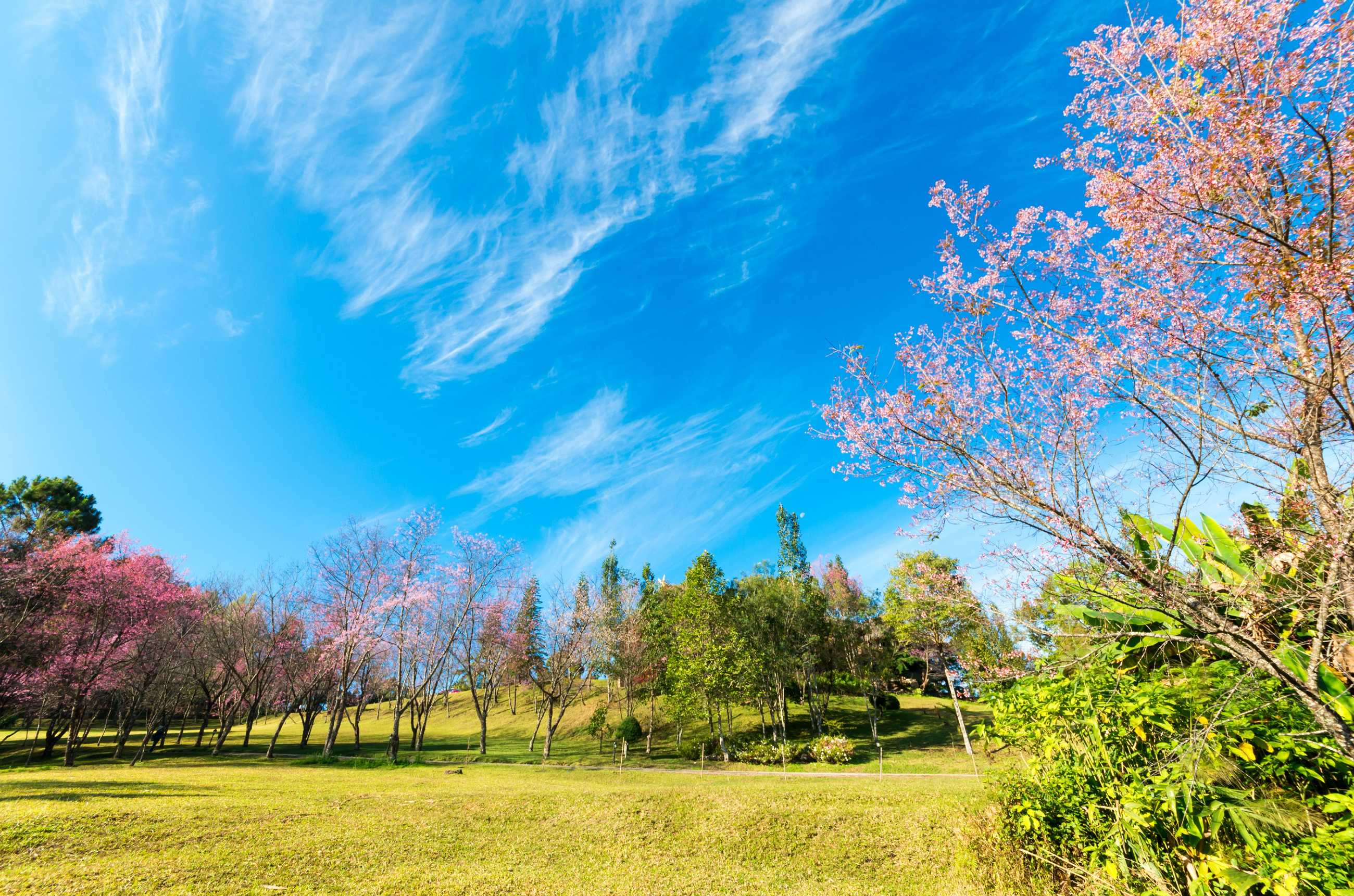 cherry-blossom-trees-doi-pha-tang-palace-chiangmai-thailand_แปลงไฟล์.jpg