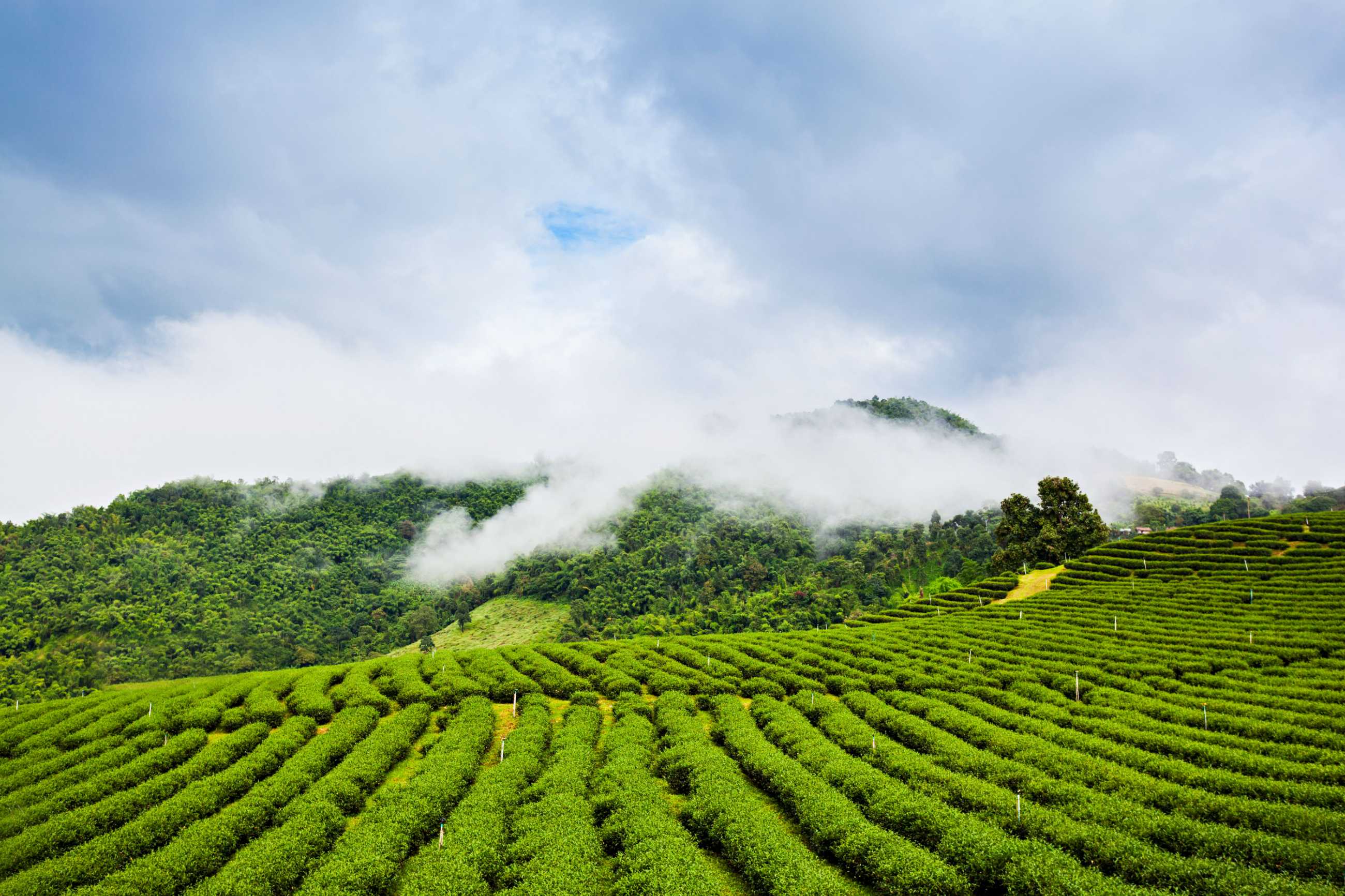 mae-salong-field_แปลงไฟล์.jpg