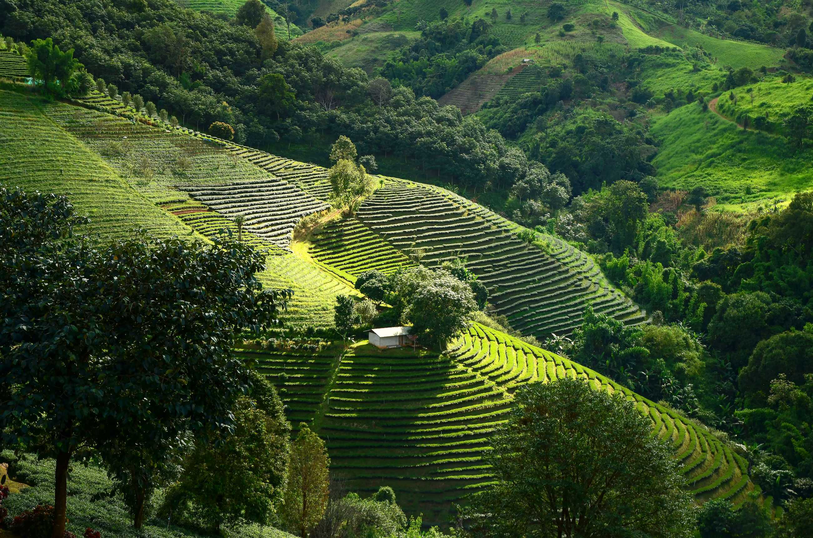 tea-plantations-doi-mae-salong_แปลงไฟล์.jpg