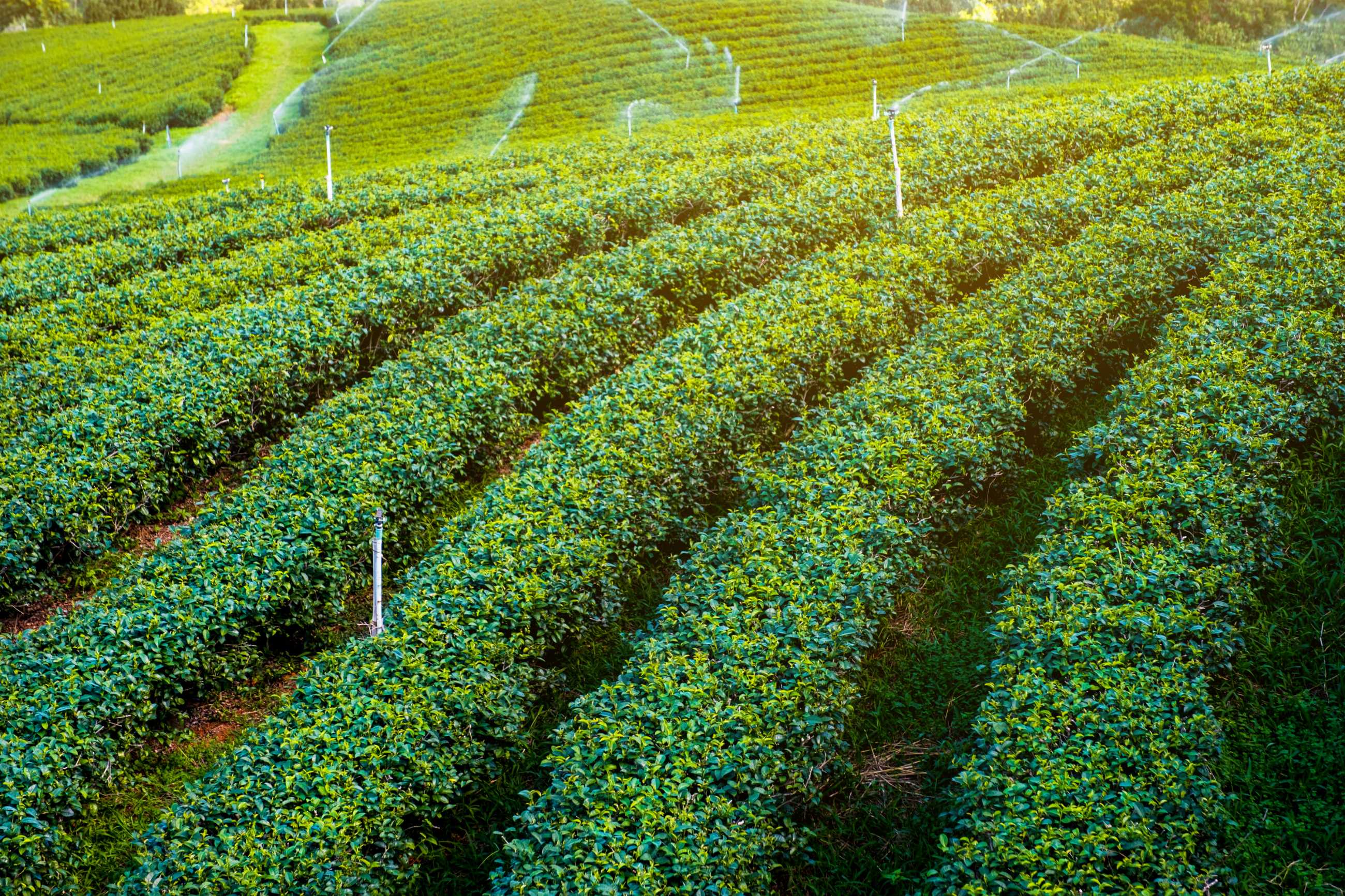 beautiful-landscape-tea-plantation-scenic-highland-doi-mae-salong-chiang-rai-tha.jpg