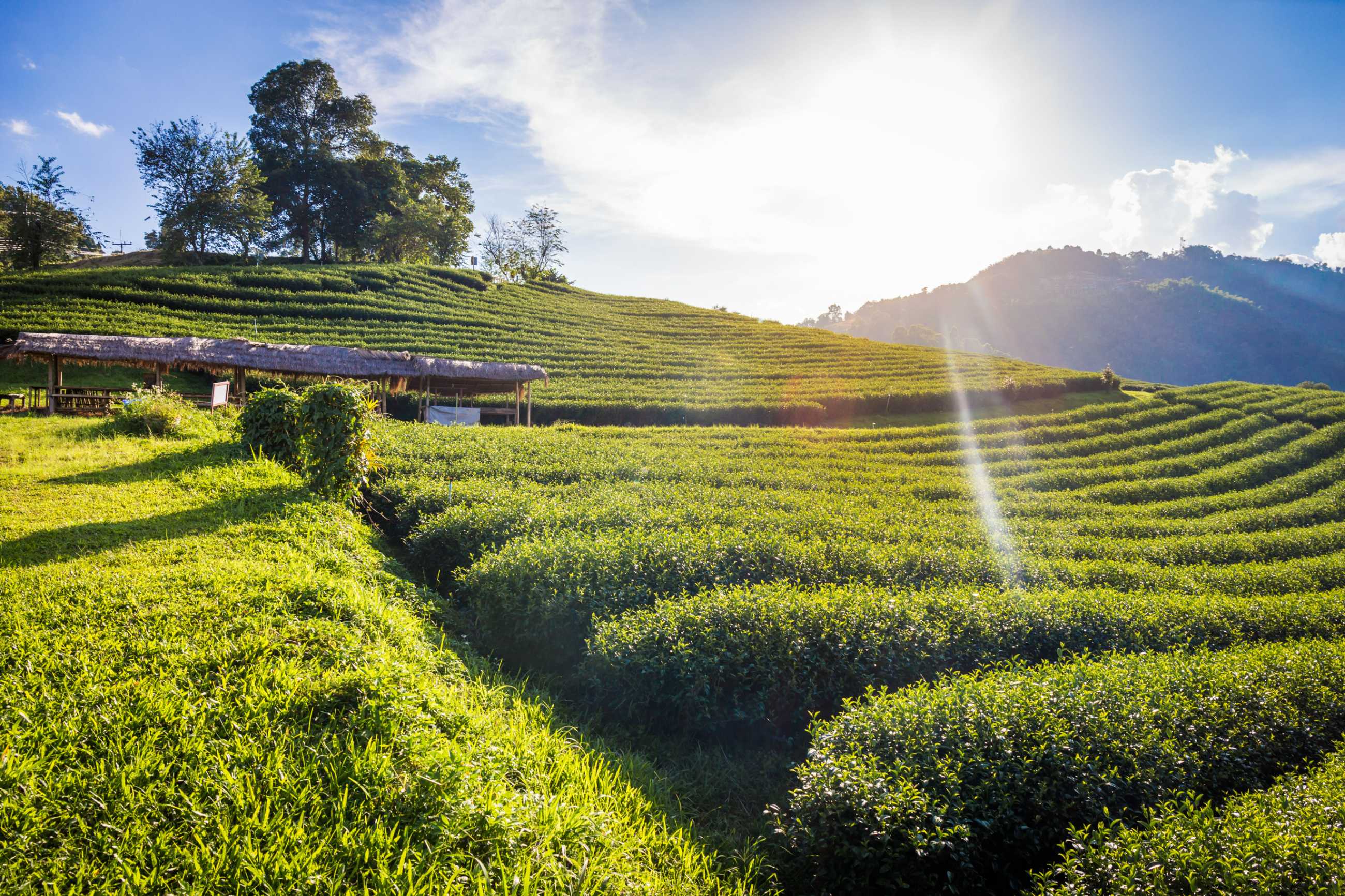 landscape-view-101-tea-plantation-blue-sky-background-chiang-rai-thailand (2)_แปลงไฟล์.jpg