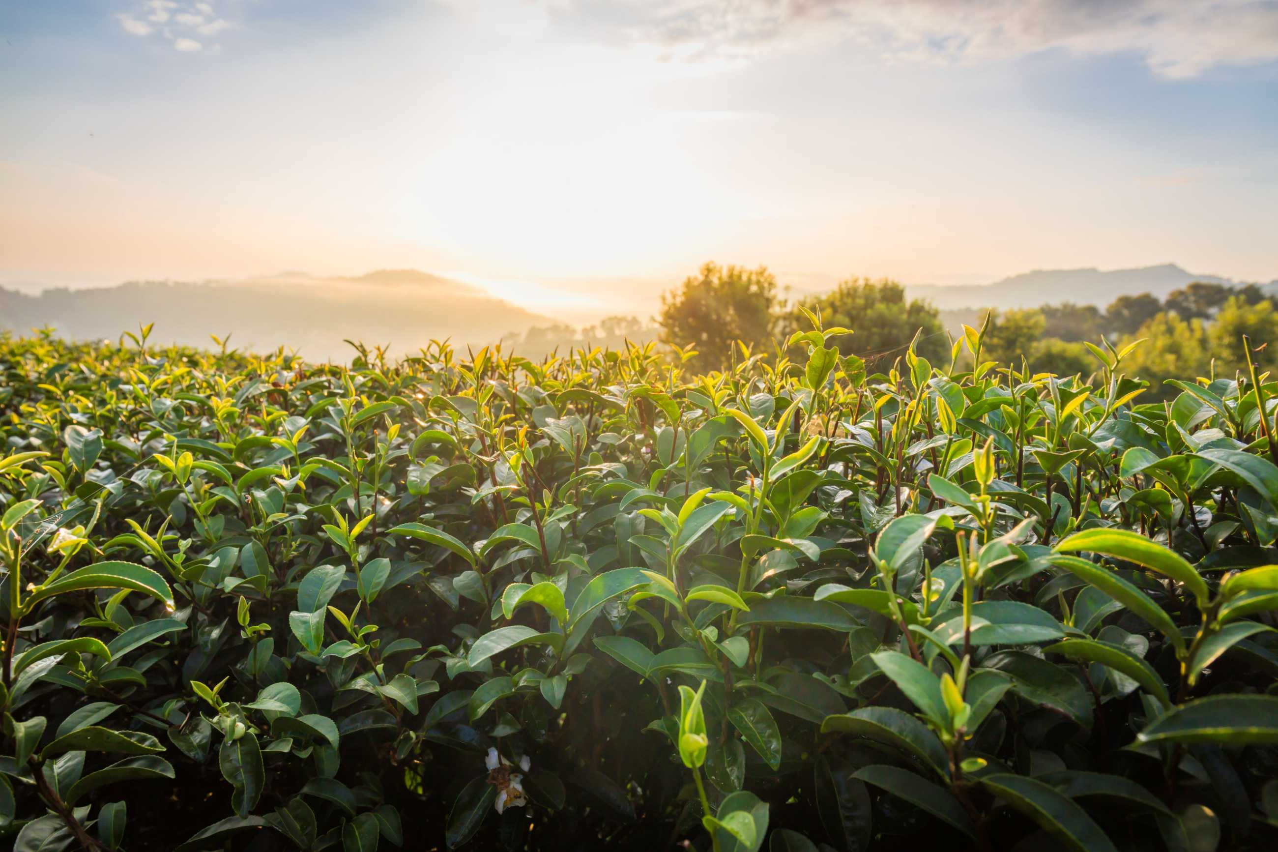 landscape-view-101-tea-plantation-blue-sky-background-chiang-rai-thailand (3)_แปลงไฟล์.jpg