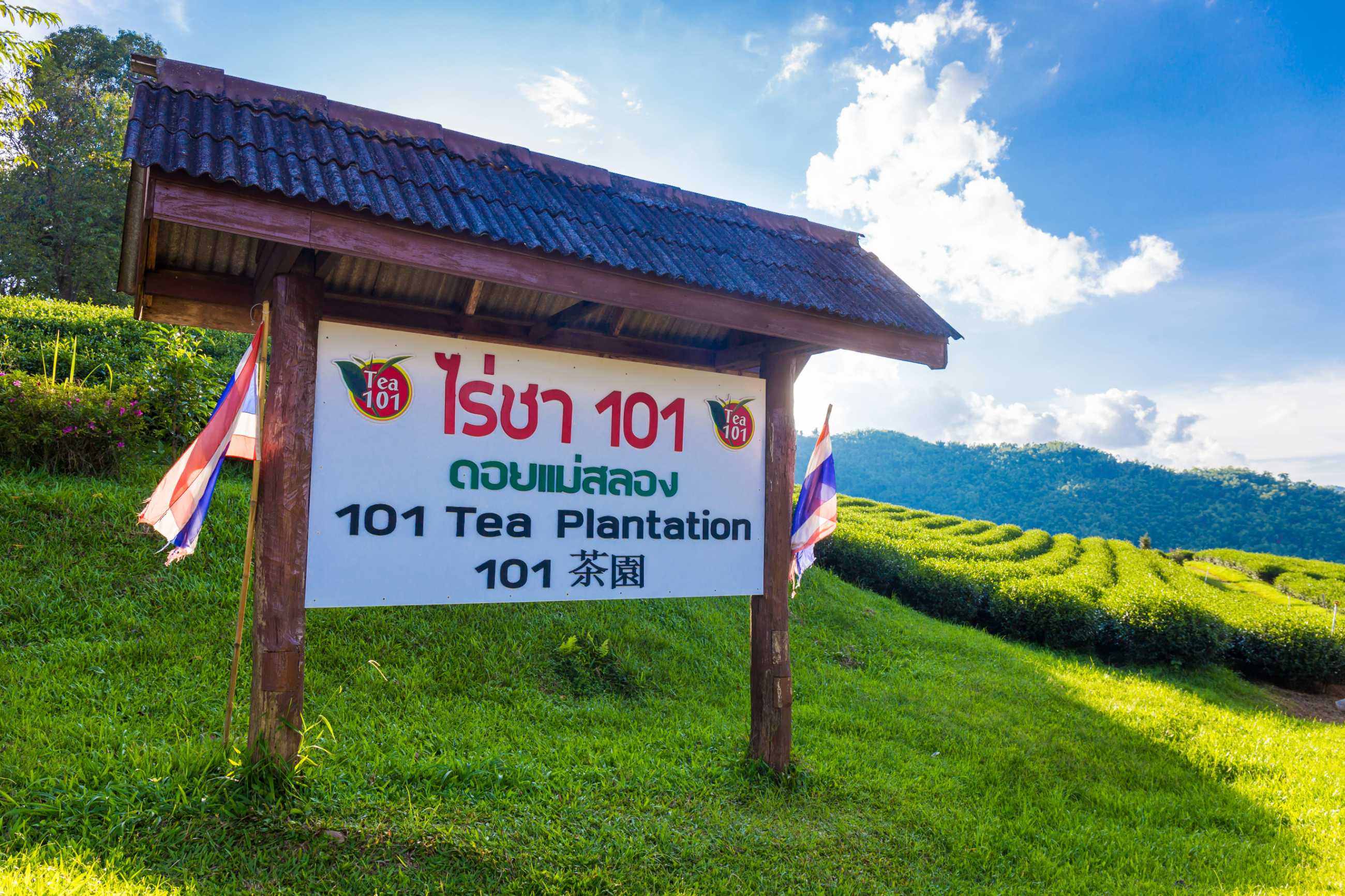 landscape-view-101-tea-plantation-blue-sky-background-chiang-rai-thailand_แปลงไฟล์.jpg