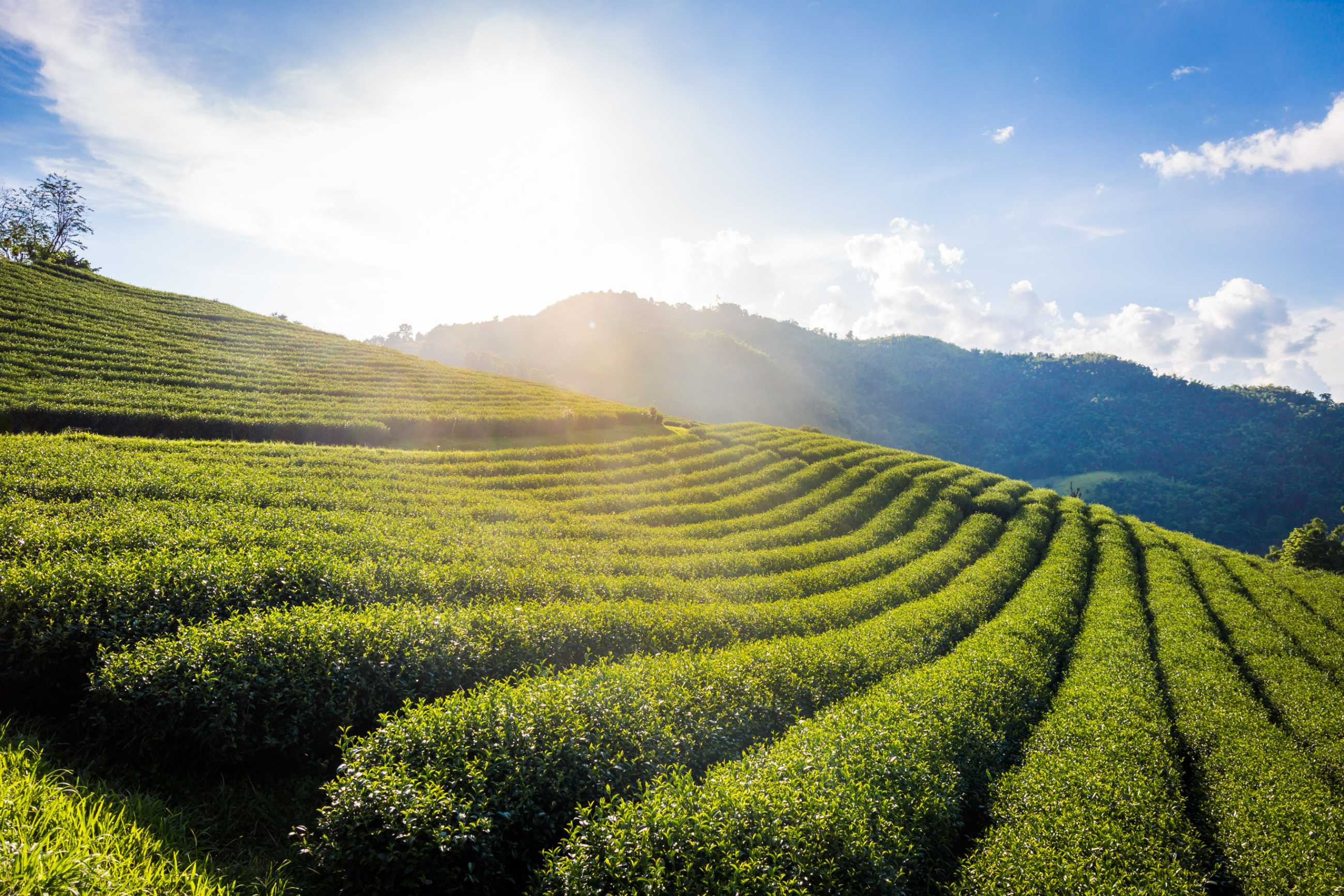 landscape-view-101-tea-plantation-blue-sky-background-chiang-rai-thailand (1)_แปลงไฟล์.jpg