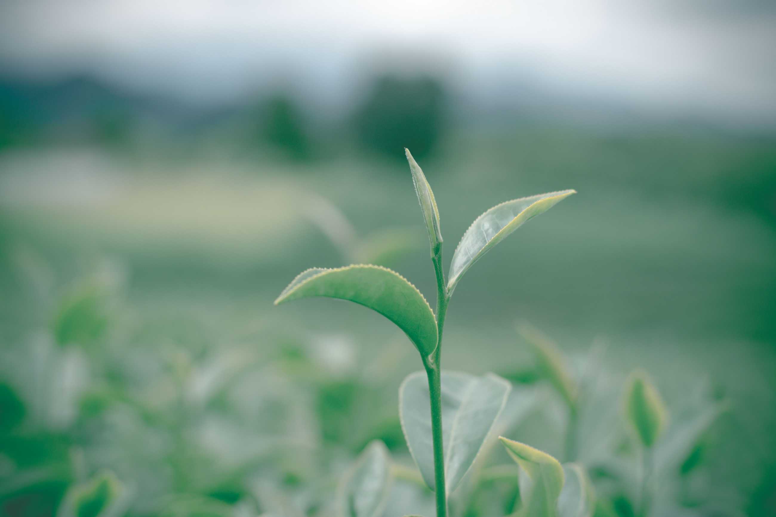 close-up-green-tea-leaves-tea-plantation-with-blurred-background-green-tea-plant.jpg