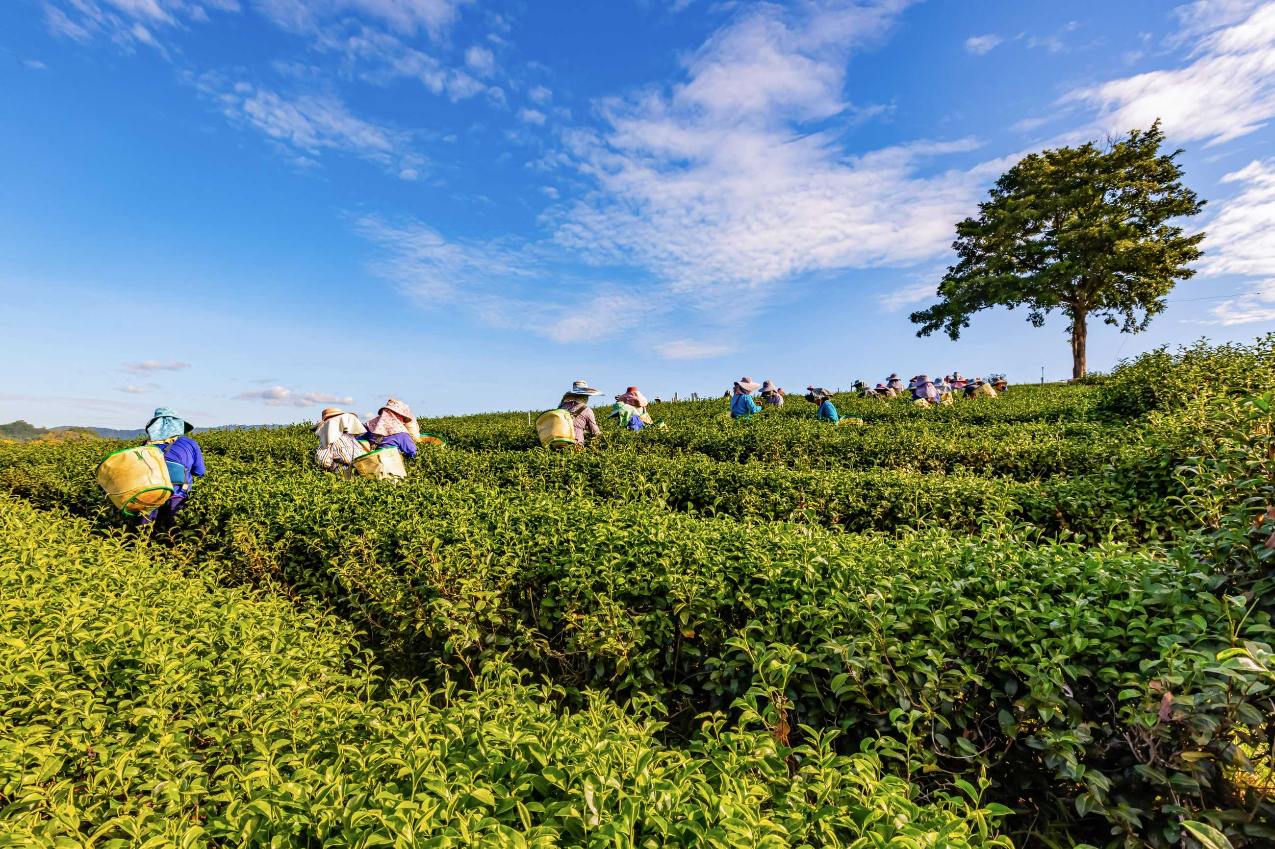 morning-light-choui-fong-green-tea-plantation-one-beautiful-agricultural-tourism.jpg
