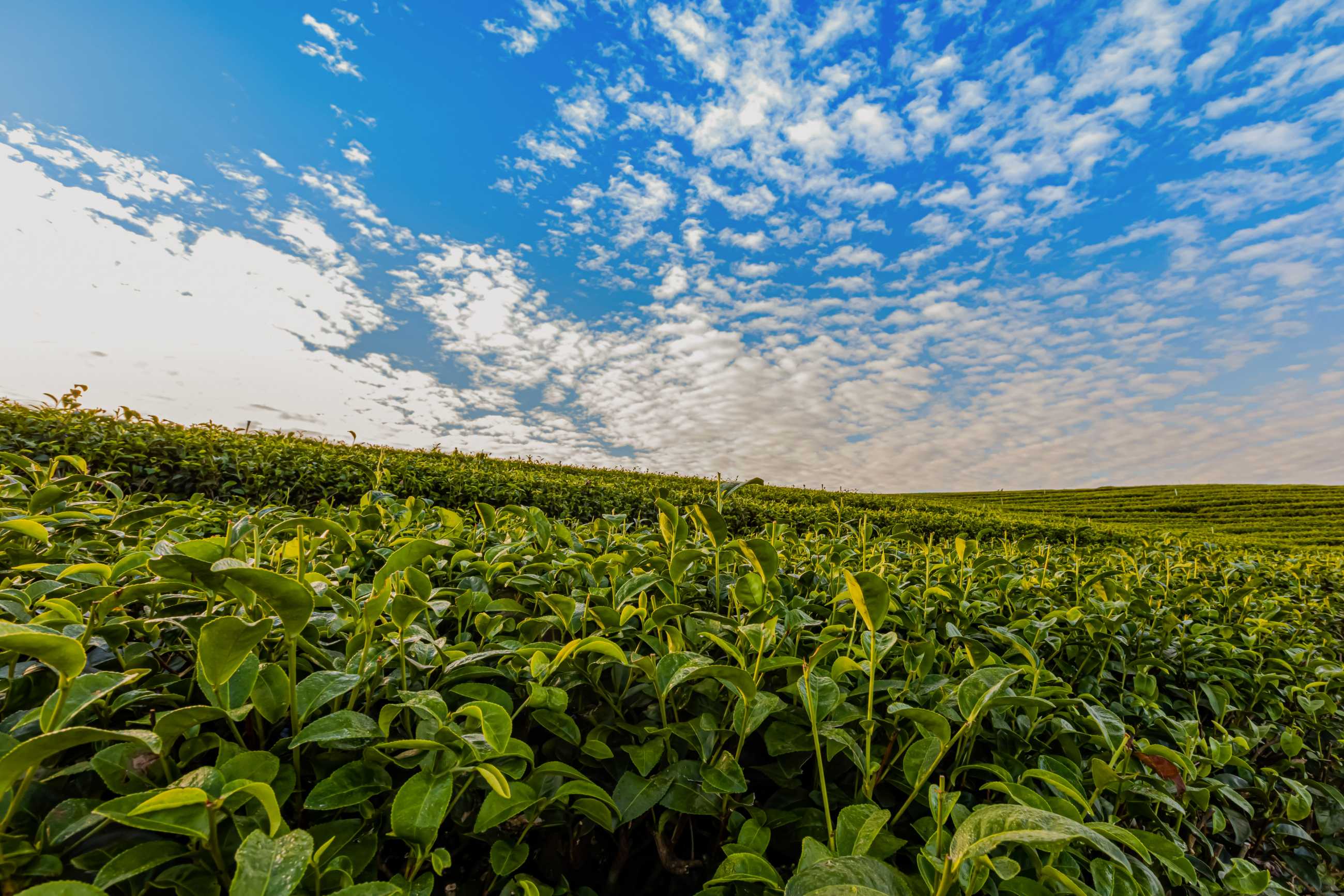 morning-light-choui-fong-green-tea-plantation-one-beautiful-agricultural-tourism.jpg
