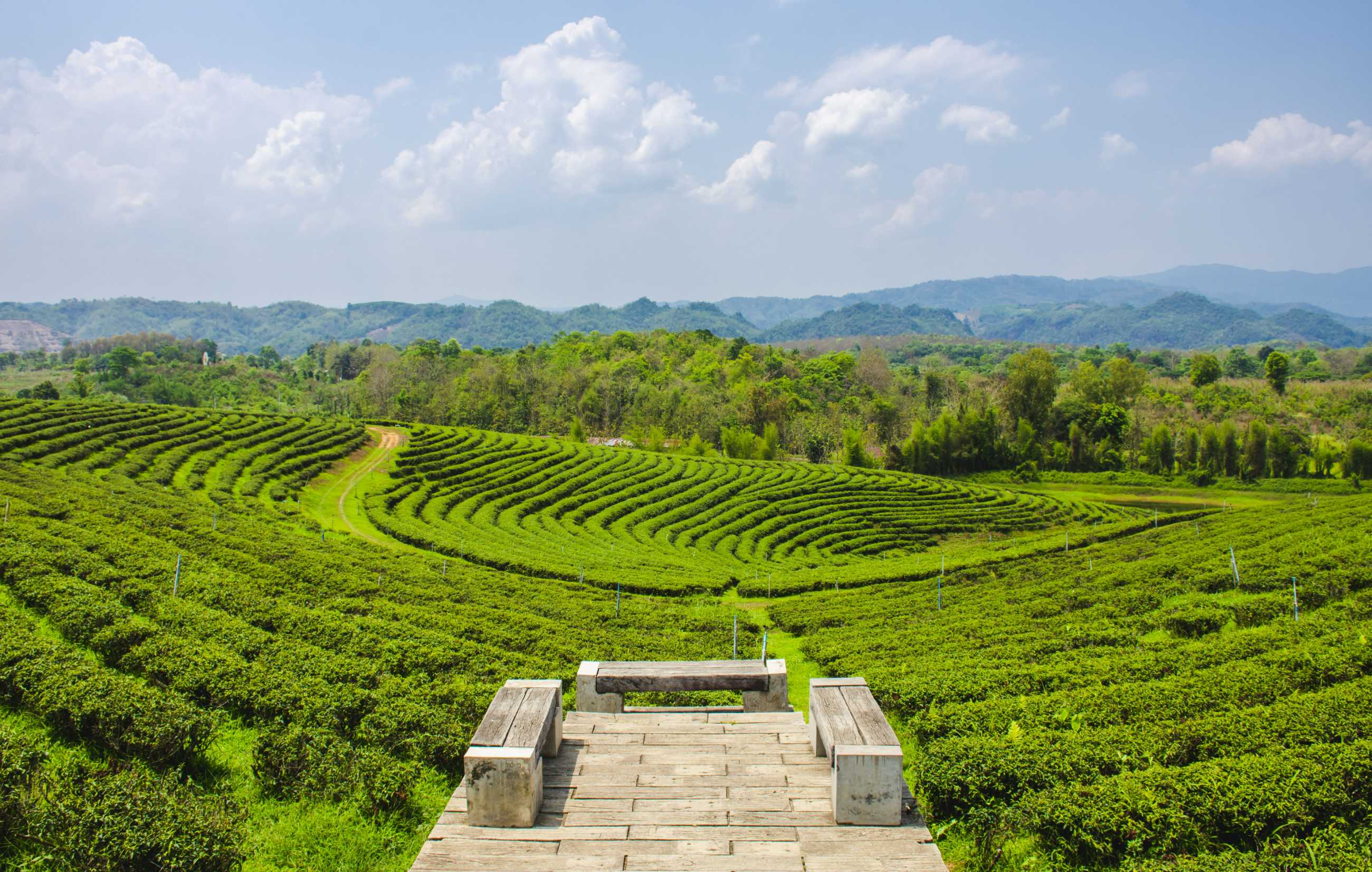 beautiful-scenery-choui-fong-tea-plantation-mae-chan-chiang-rai-province-thailan.jpg