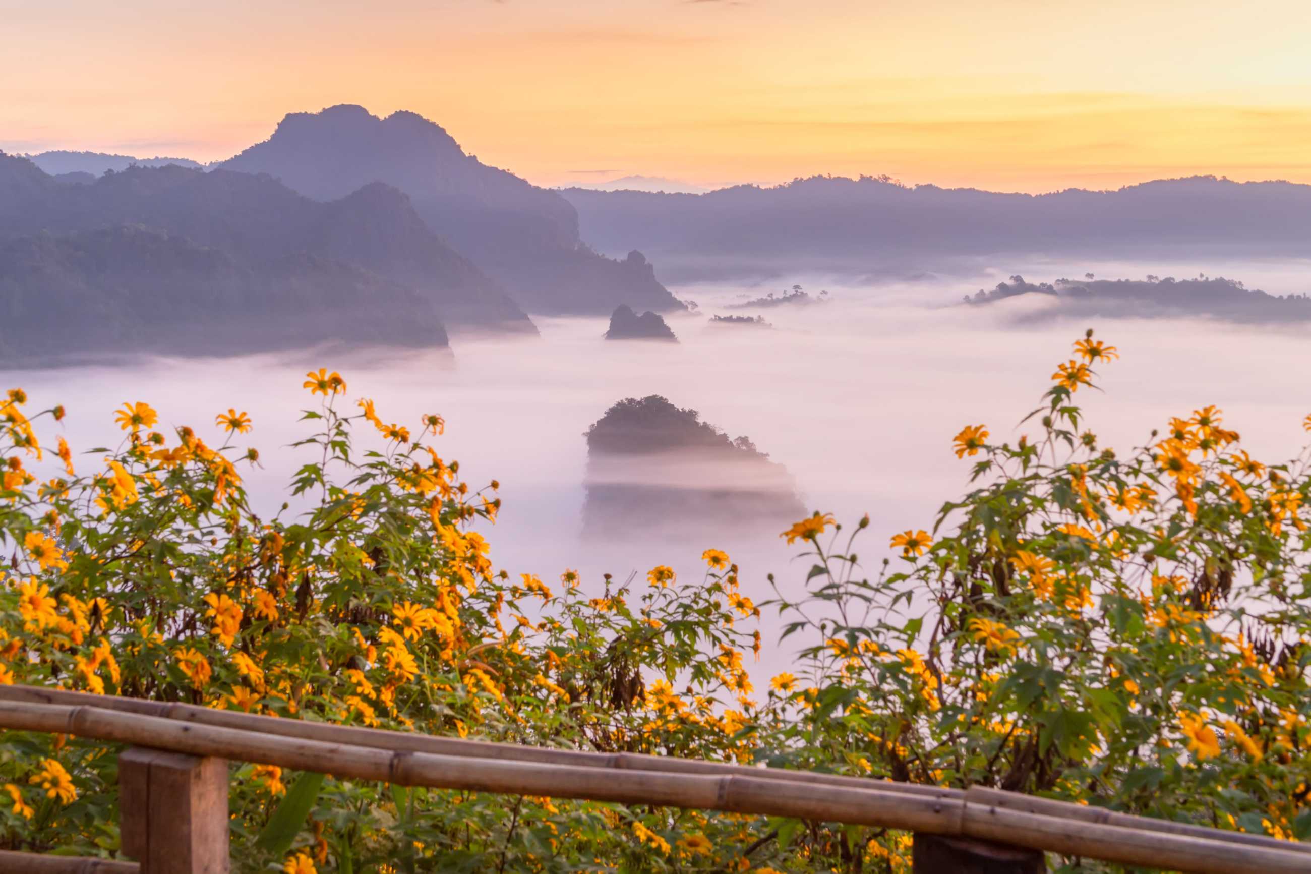 mountain-flower-views-phu-langka-national-park-thailand_jadtrip.com.jpg