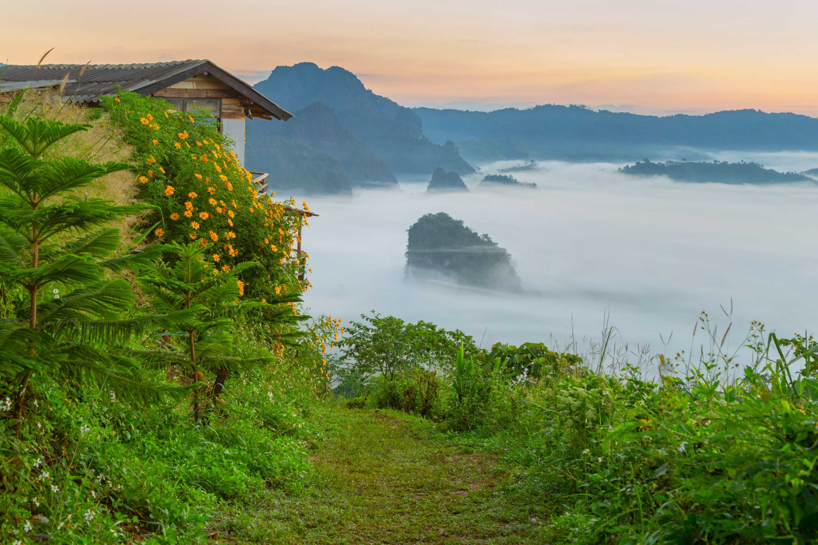 mountain-flower-views-phu-langka-national-park-thailand (1)_jadtrip.com.jpg