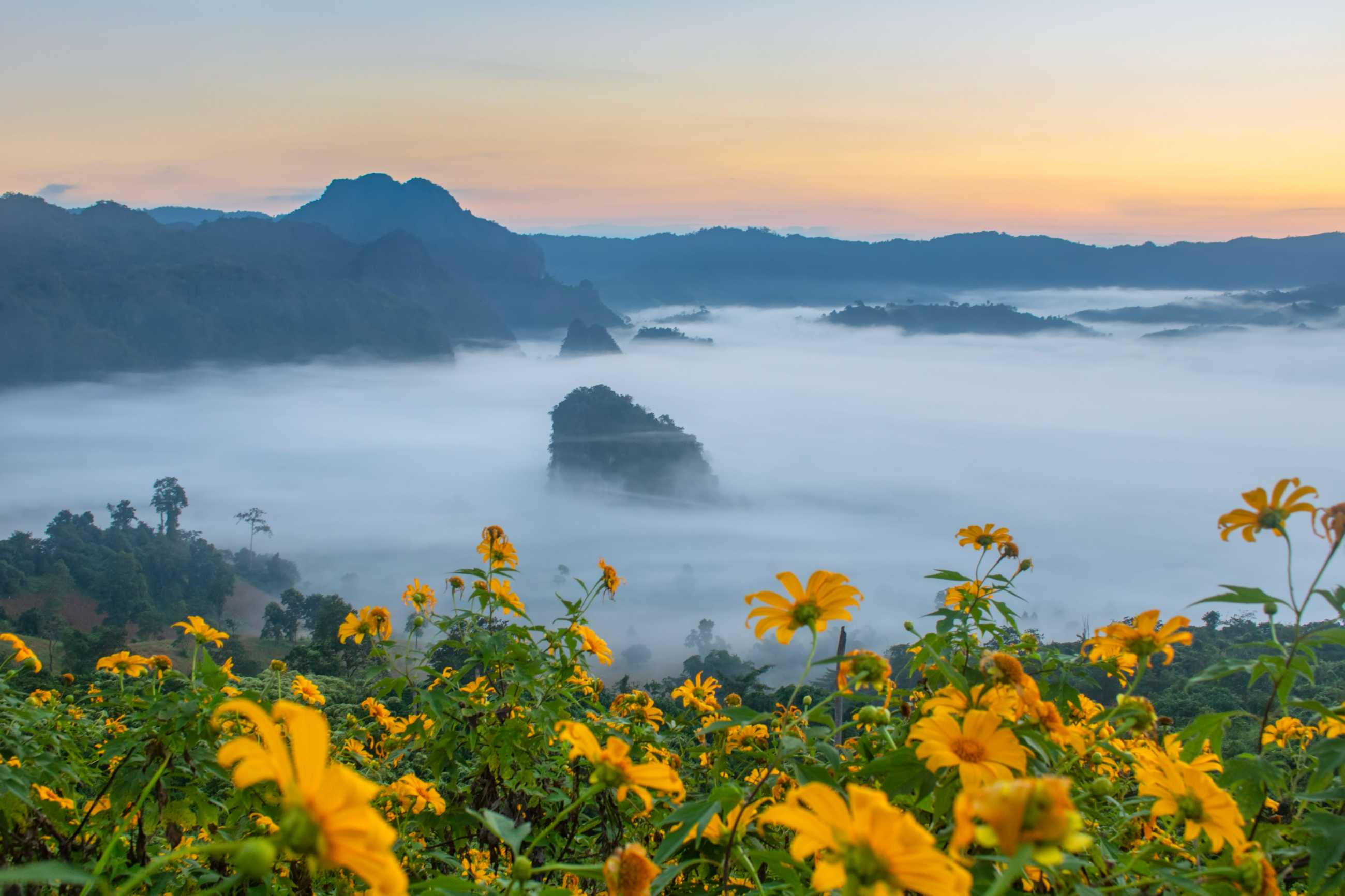 mountain-flower-views-phu-langka-national-park-thailand (4)_jadtrip.com.jpg
