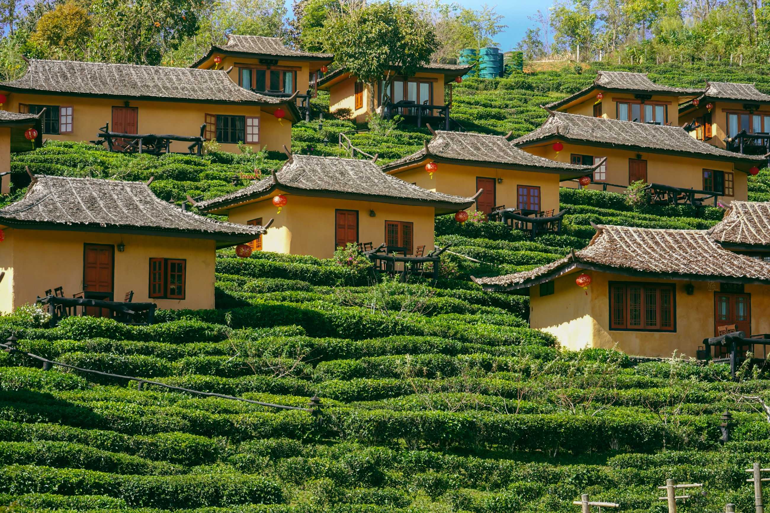 tea-plantation-baan-rak-thai-thailand_jadtrip.com.jpg