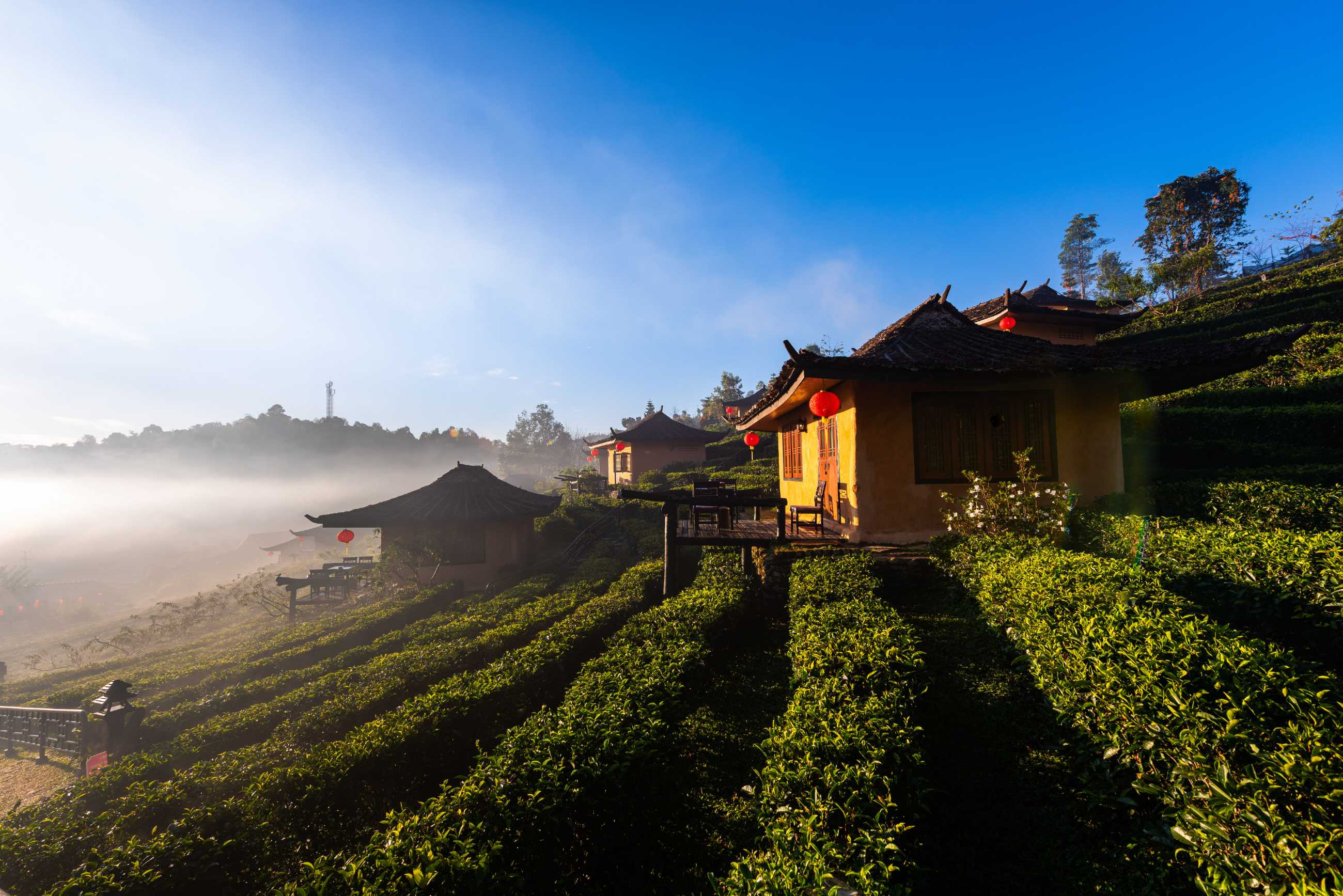 home-town-tea-fields-with-fog-moring-ban-rak-thai-village-mae-hong-son-thailand_.jpg